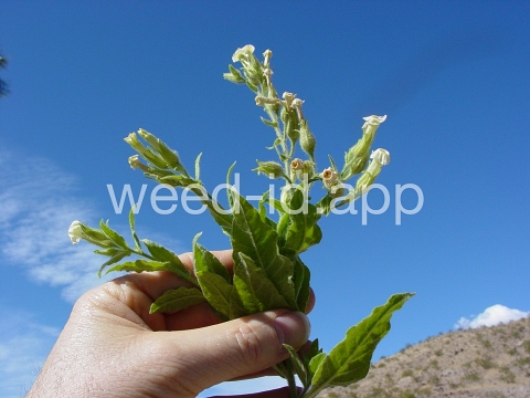 tobacco, desert